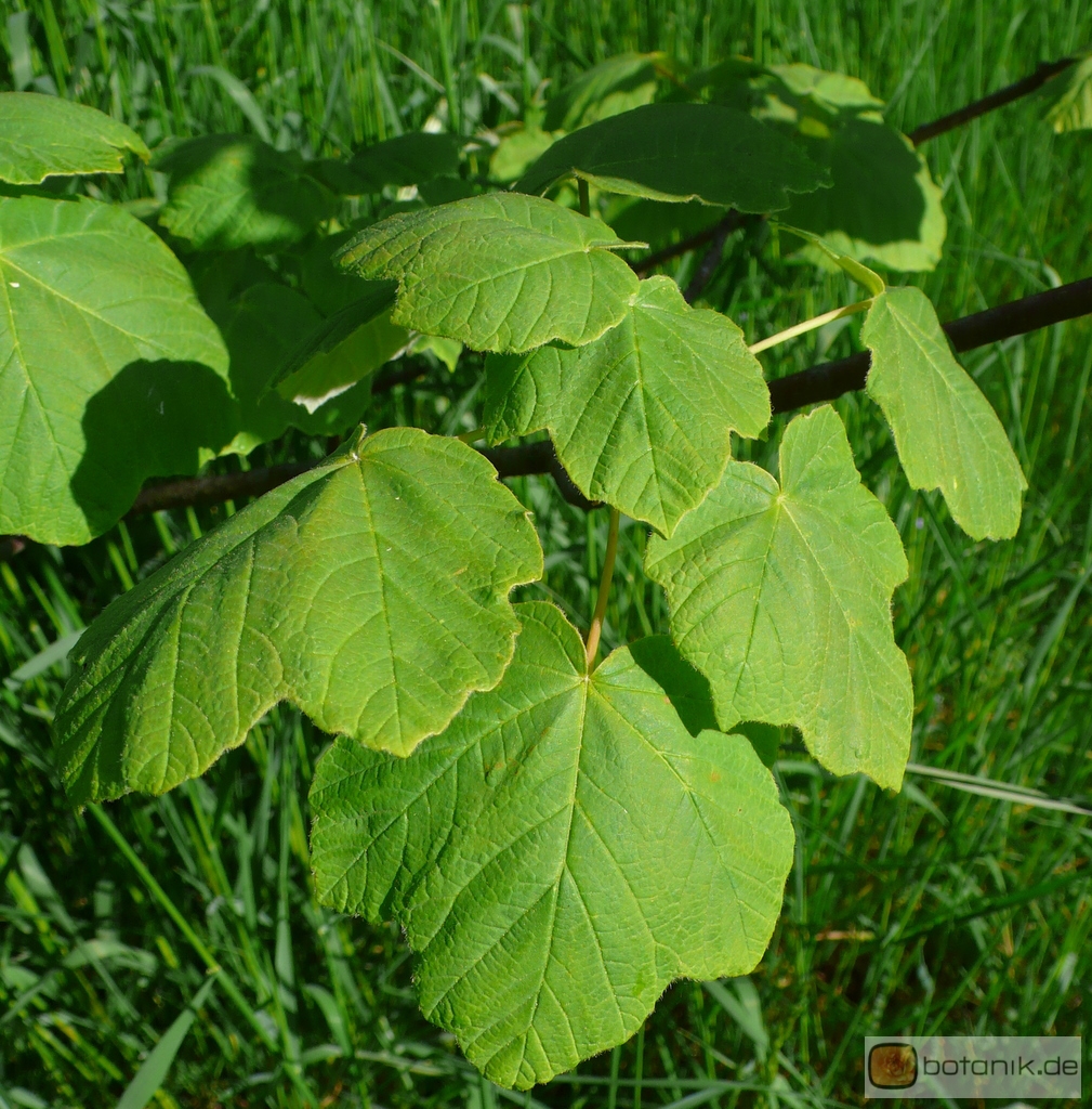Acer obtusatum -- Schneeball-Ahorn